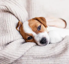 Is My Dog Ill? Unusual Symptoms to Watch Out For