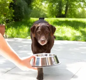 Is My Dog Overweight?