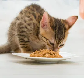 Kitten Teething Advice