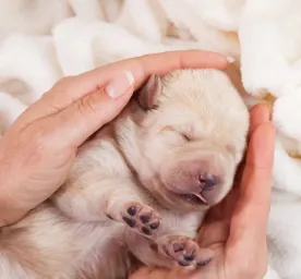 Looking After New-born Puppies