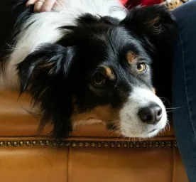 Low-Maintenance Dog Breeds