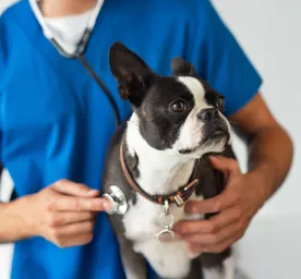 Lungworm in Dogs Causes, Signs and Treatment