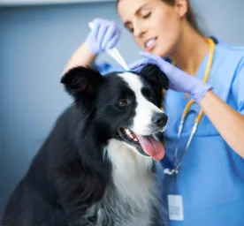 Lyme Disease in Dogs
