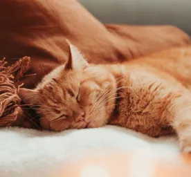 Lyme disease in cats