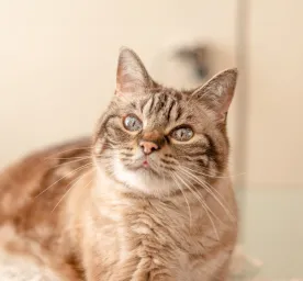 Maintaining a Healthy Weight for Your Senior Cat