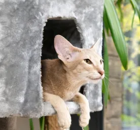 Make Your Home Cat Friendly in 11 Easy Steps