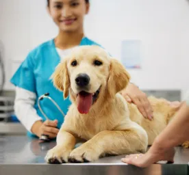 Metronidazole for Dogs