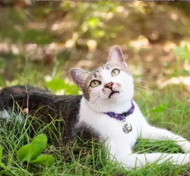 Microchipping Your Cat