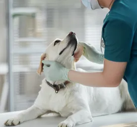 Prednisone for Dogs – Is It Safe