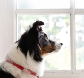 Preparing Your Dog to be Left Alone