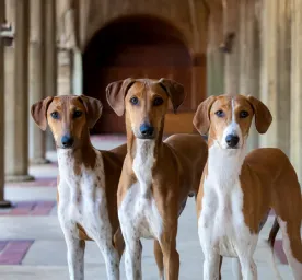 Rare Dog Breeds