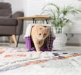 Rehoming Special Needs Cats