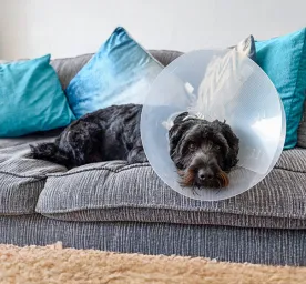 Surgical Versus Chemical Castration in Male Dogs