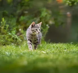 The Best 22 Cat-Friendly Plants