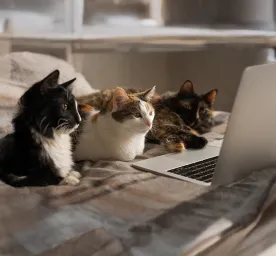 The Top 30 Male Cat Names Your Cat Will Love