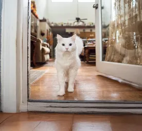 The Truth About Cat Allergens