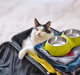 The Ultimate Cat Travel Checklist