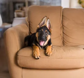 Top Easiest Dogs to Train