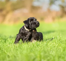 Recognising and Treating Dog Mites