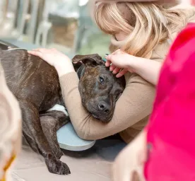 Seizures in Dogs and Dog Epilepsy