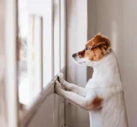 Separation Anxiety in Dogs Symptoms and Treatment