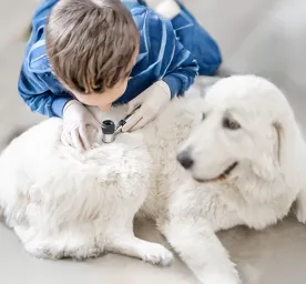 Skin Problems and Skin Conditions in Dogs