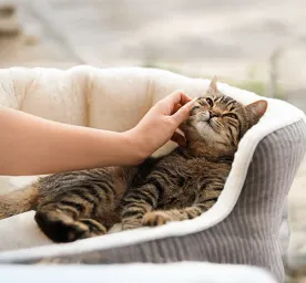 The Cat Health Checklist