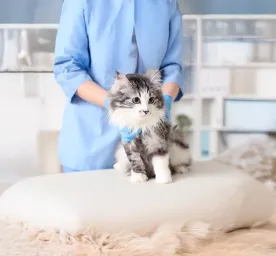 The Importance of Regular Vet Check-ups for Cats