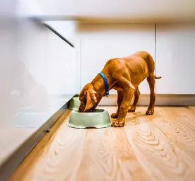 Turmeric for Dogs