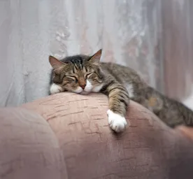 Understanding Your Ageing Cats Sleeping Habits