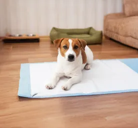 Urine Infections in Dogs