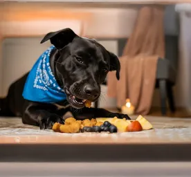 What Fruits Can Dogs Eat