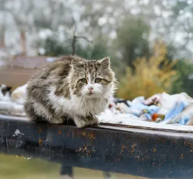 What to Do If You Find a Stray Cat