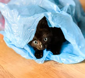 Why Does My Cat Eat Plastic