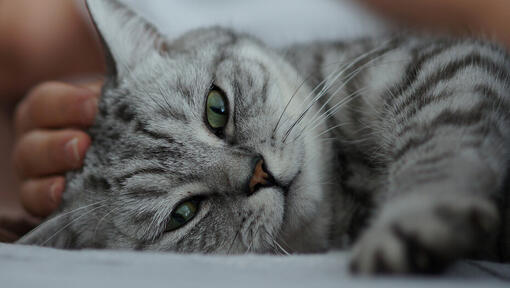 Grey and black striped cat with green eyes lying down