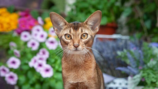 Abyssinian cat standing in front of flower bed