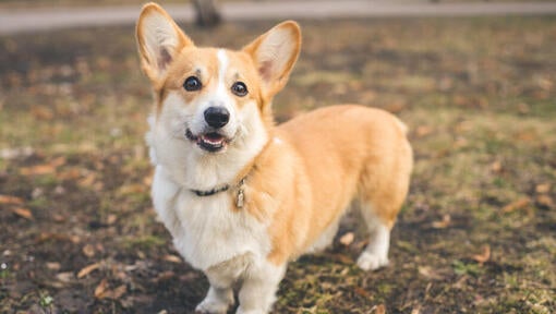 Golden Corgi with black eyes and collar.