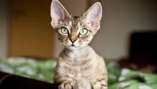 Devon Rex with light green eyes and paw on table.