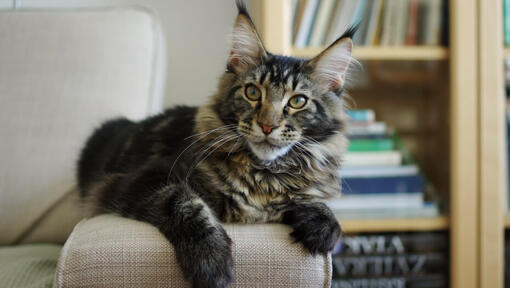 Dark Maine Coon cat sitting on chair