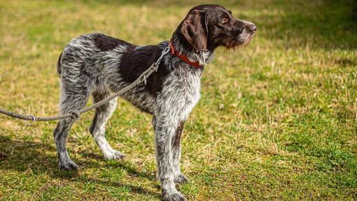 German Wire-Haired Pointer on lead in grass