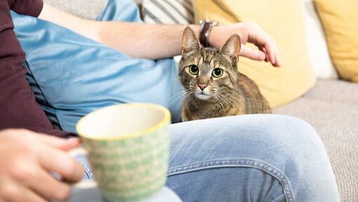 Dark striped cat being stroked by owner.