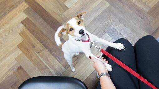 Jack Russell Terrier puppy on red lead, playing with owner.