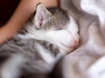 Sleeping kitten