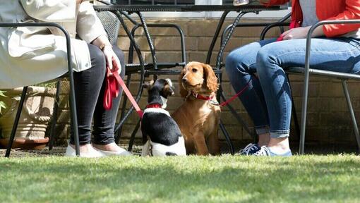 Two dogs sitting by their owners having a drink