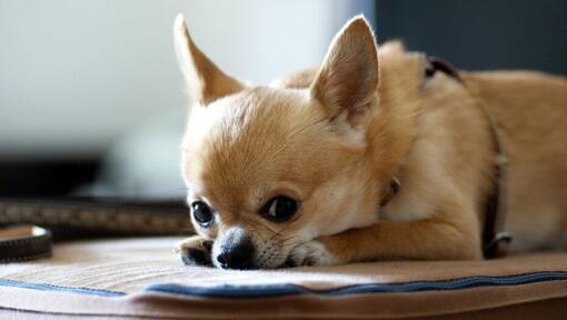 Gold Chihuahua lying down on paws.