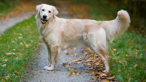 Golden Retriever on autumnal path with tongue out.