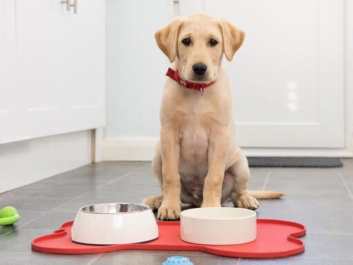 Dog sat in front of food bowls