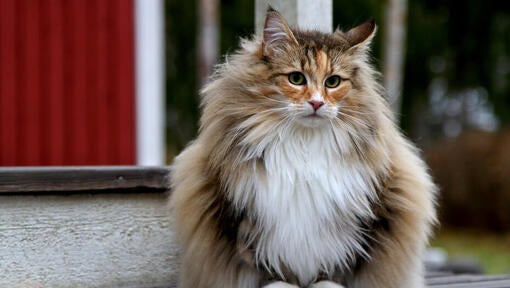 Maine coon cat