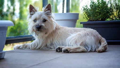 White dog lying down next to window.