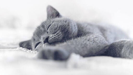 Sleeping grey Chartreux kitten.